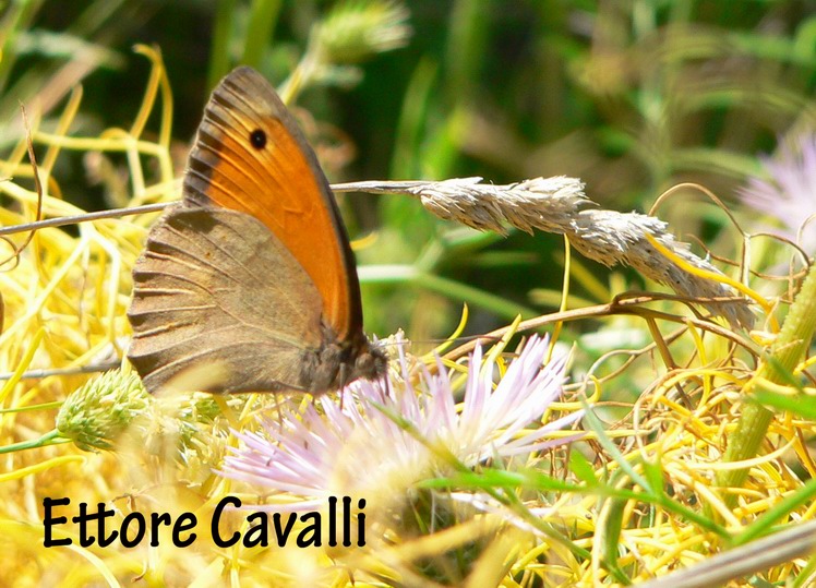 Farfalle dalla Sardegna